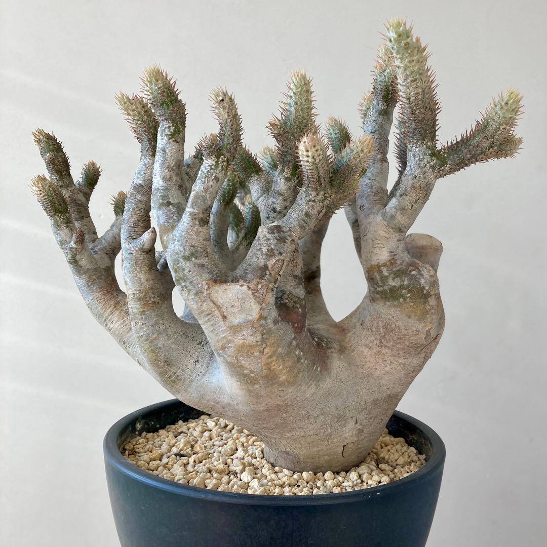 パキポディウム イノピナツム【希少・優良大株】※メルカリ便発送