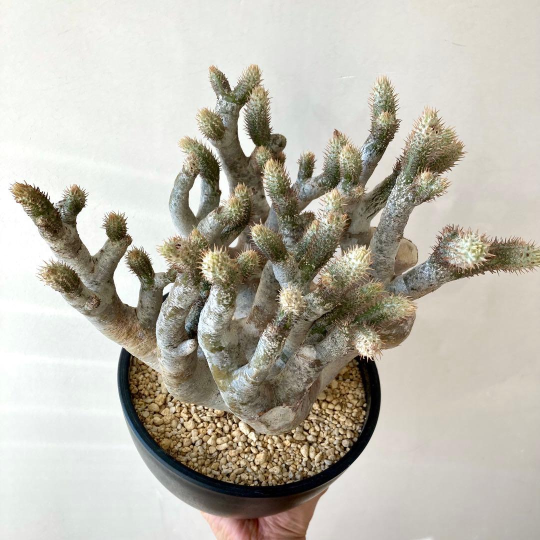 パキポディウム イノピナツム【希少・優良大株】※メルカリ便発送