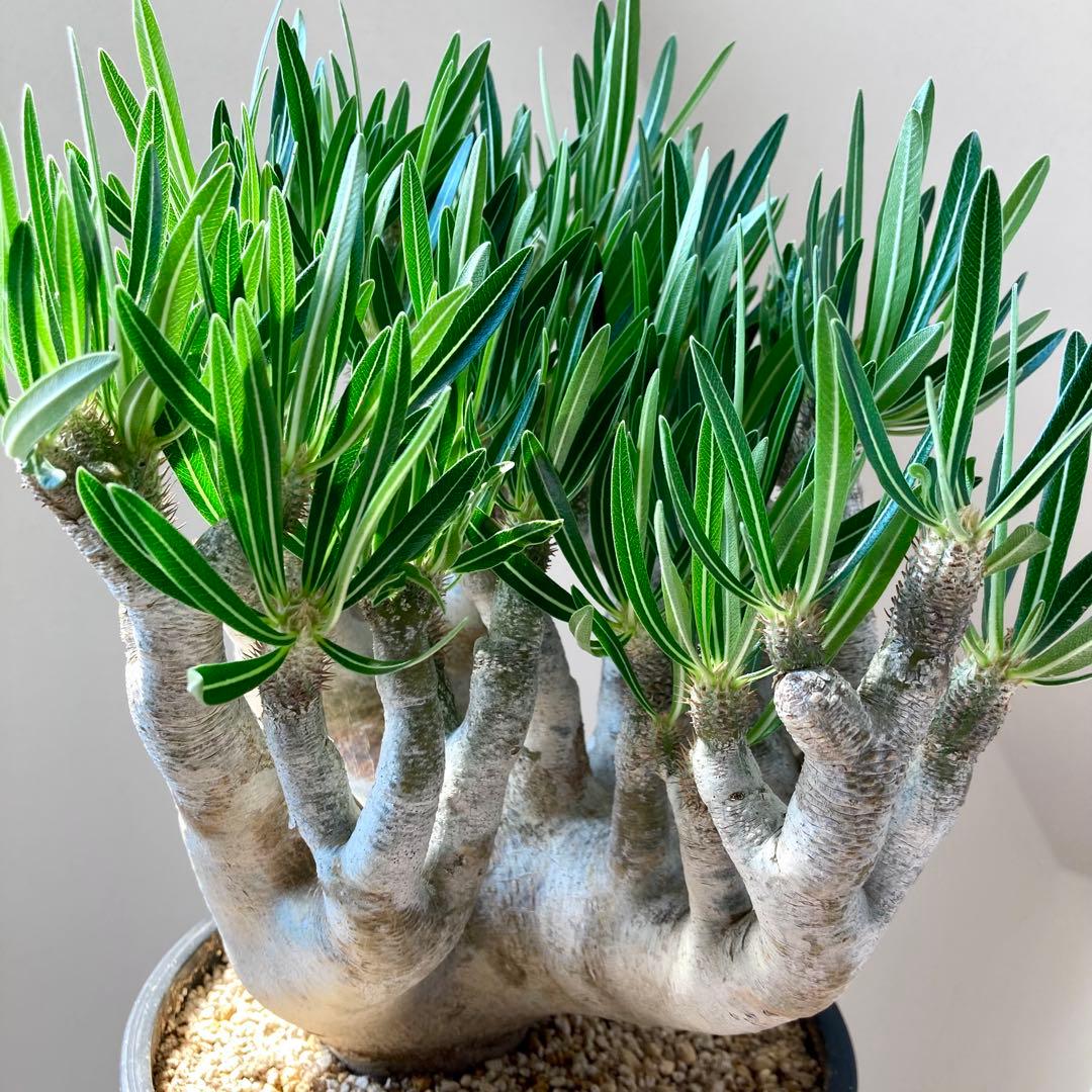 パキポディウム イノピナツム【希少・優良大株】※メルカリ便発送