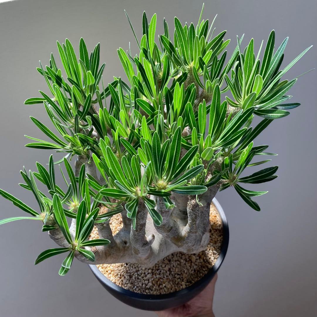 パキポディウム イノピナツム【希少・優良大株】※メルカリ便発送