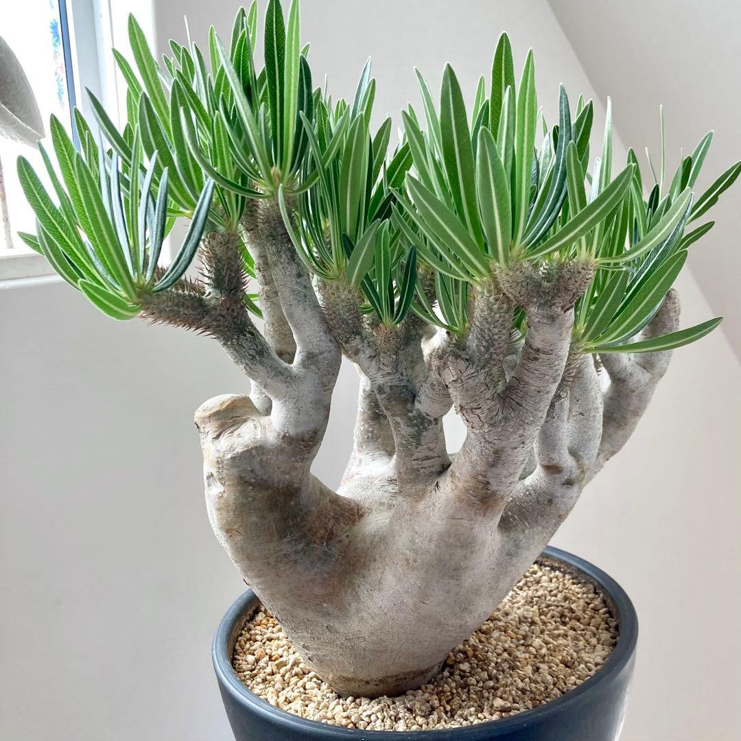 パキポディウム イノピナツム【希少・優良大株】※メルカリ便発送