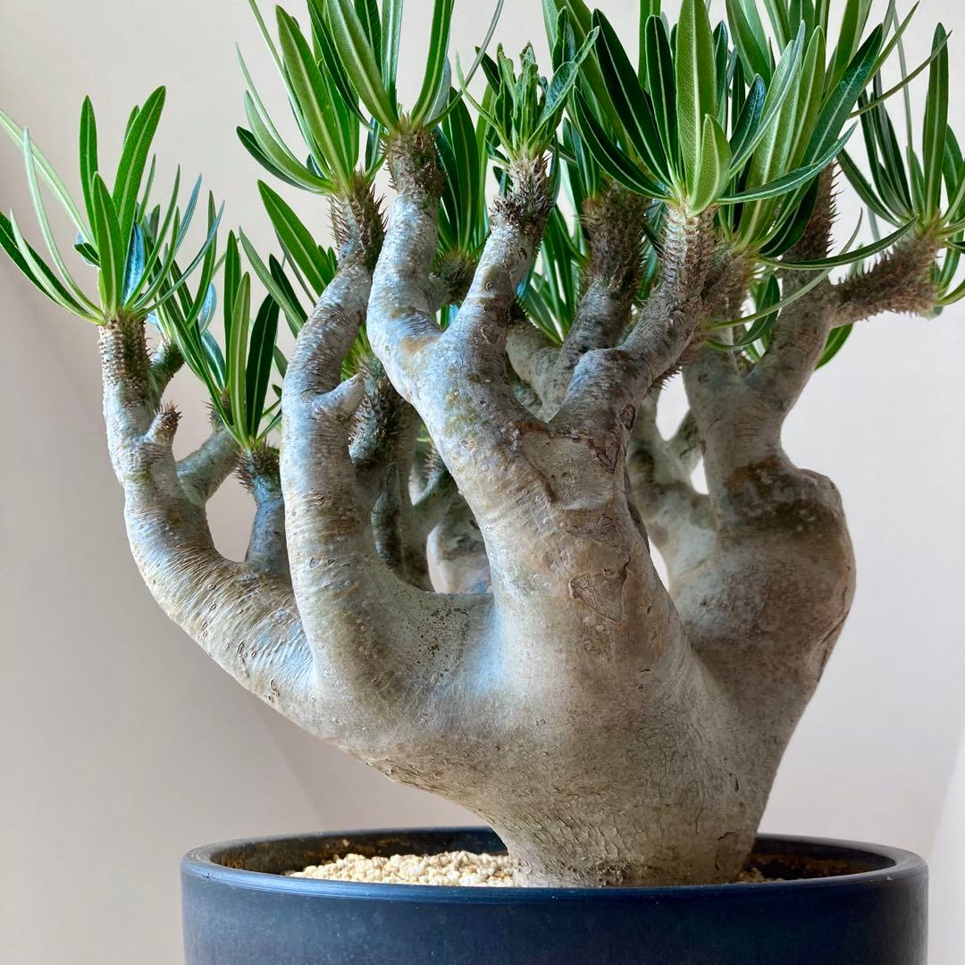 パキポディウム イノピナツム【希少・優良大株】※メルカリ便発送