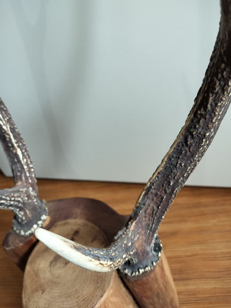 鹿の角の立体オブジェ 刀置き 本樹木 - メルカリ