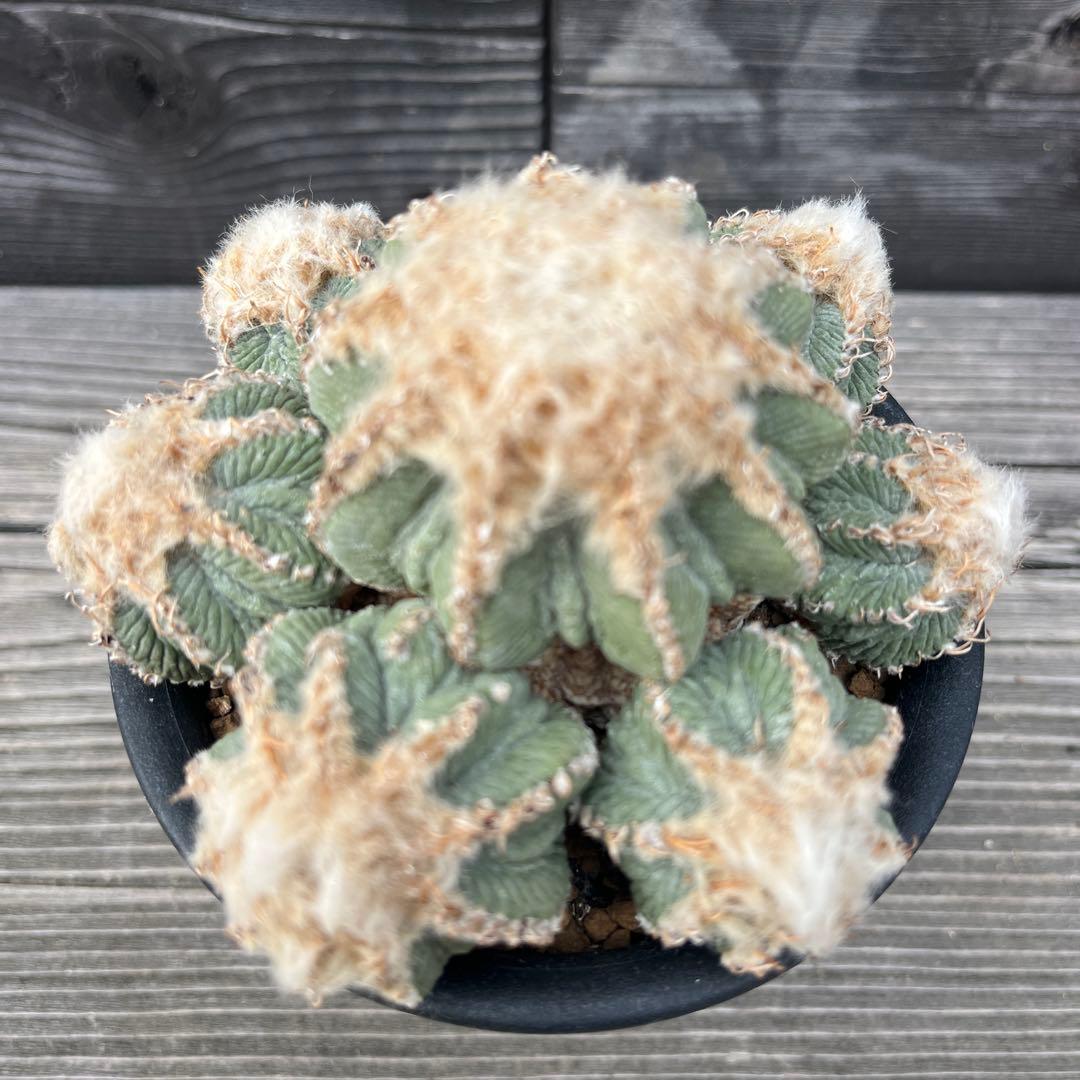 専用《hugoc様》花籠①・竜角牡丹セット