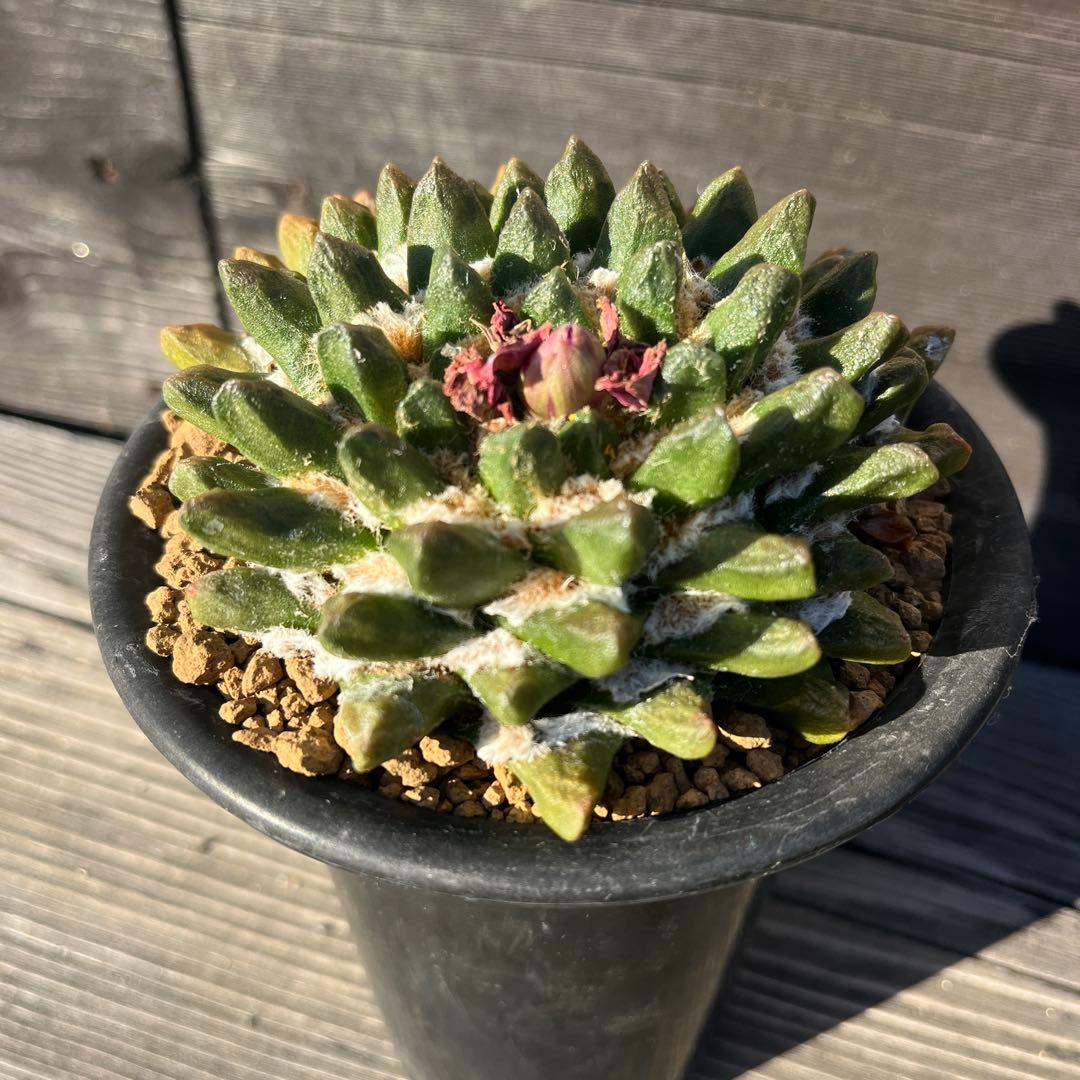 専用《hugoc様》花籠①・竜角牡丹セット