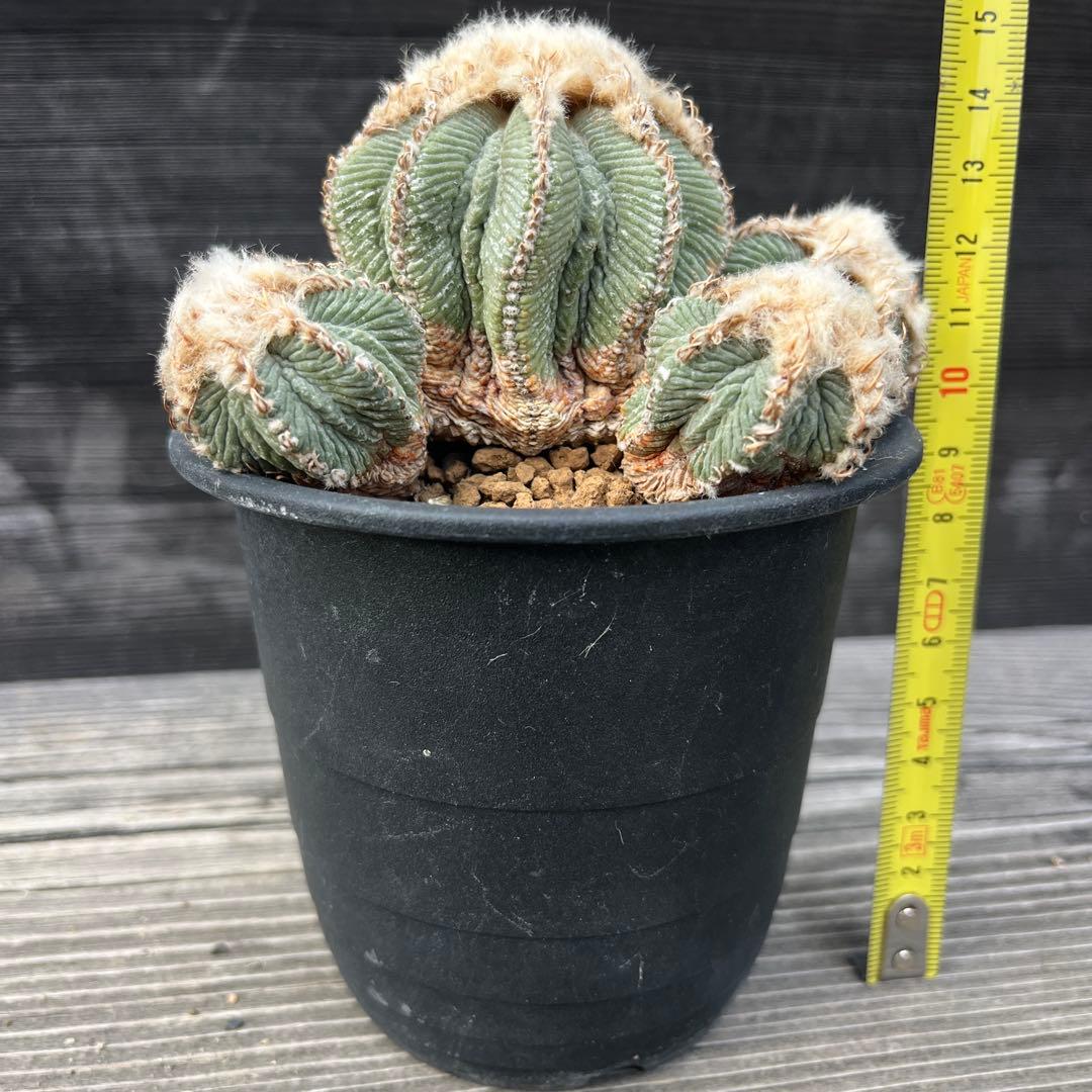 専用《hugoc様》花籠①・竜角牡丹セット