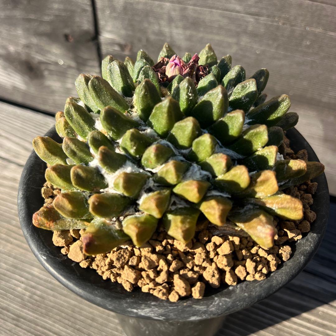 専用《hugoc様》花籠①・竜角牡丹セット