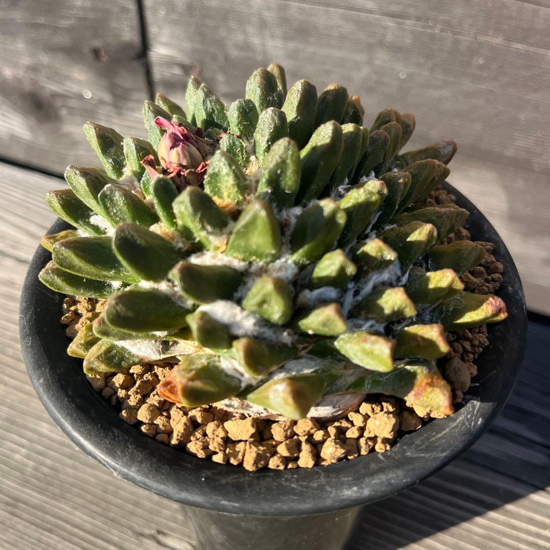 専用《hugoc様》花籠①・竜角牡丹セット