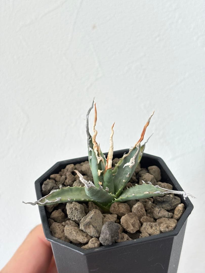 エボリスピナ　陽炎　選抜　実生