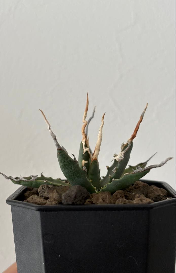 エボリスピナ　陽炎　選抜　実生