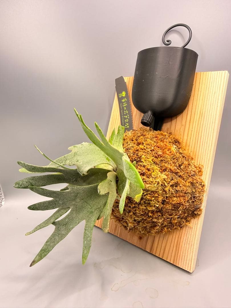 ビカクシダ willinckii Golden Boy sporeling 金童 - メルカリ