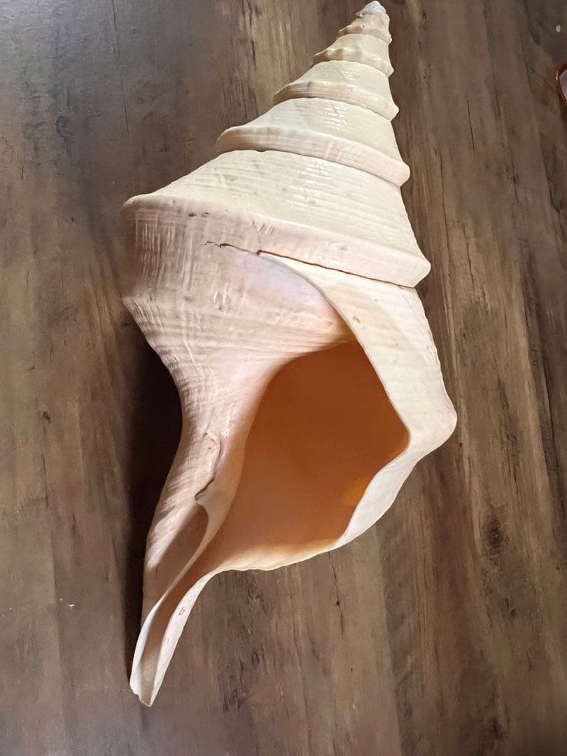 ホラ貝 世界最大 法螺貝 アラフラオオニシ貝 貝殻長約 殻 特大 大