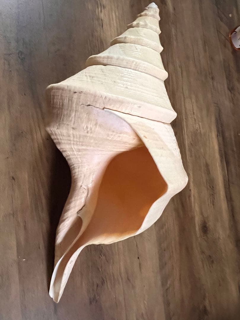 ホラ貝 世界最大 法螺貝 アラフラオオニシ貝 貝殻長約 殻 特大 大