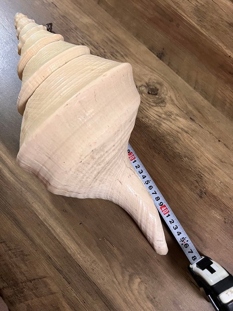 ホラ貝 世界最大 法螺貝 アラフラオオニシ貝 貝殻長約 殻 特大 大