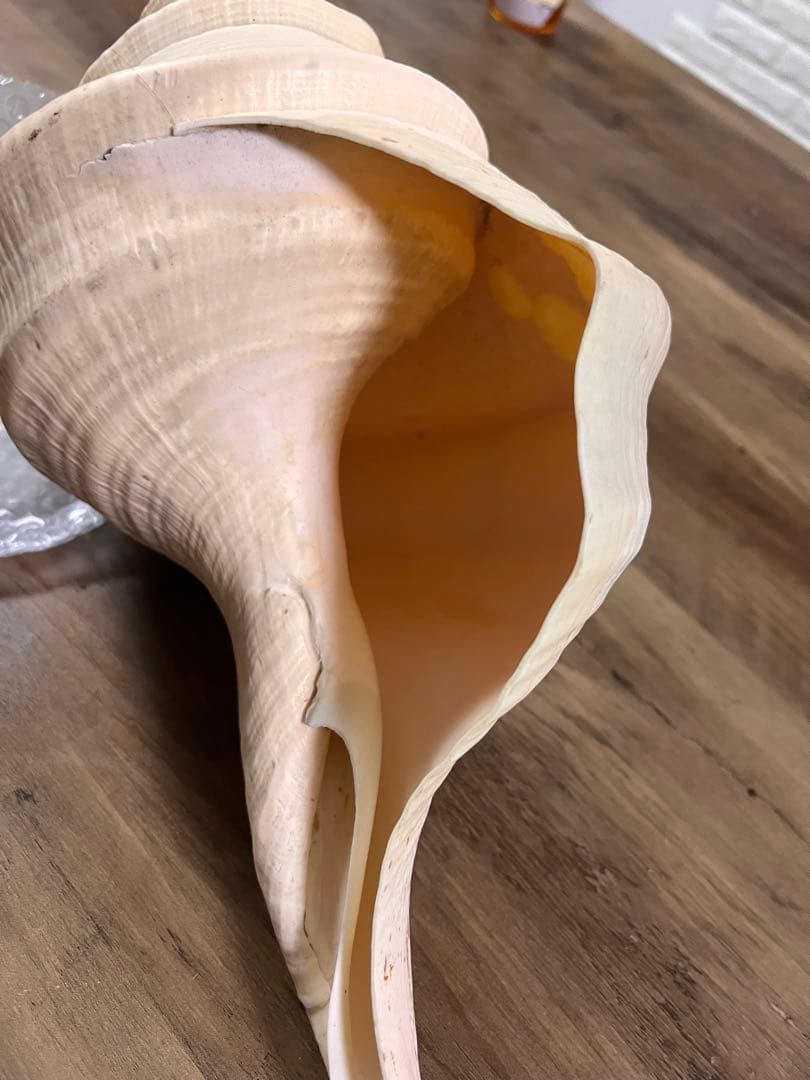 ホラ貝 世界最大 法螺貝 アラフラオオニシ貝 貝殻長約 殻 特大 大