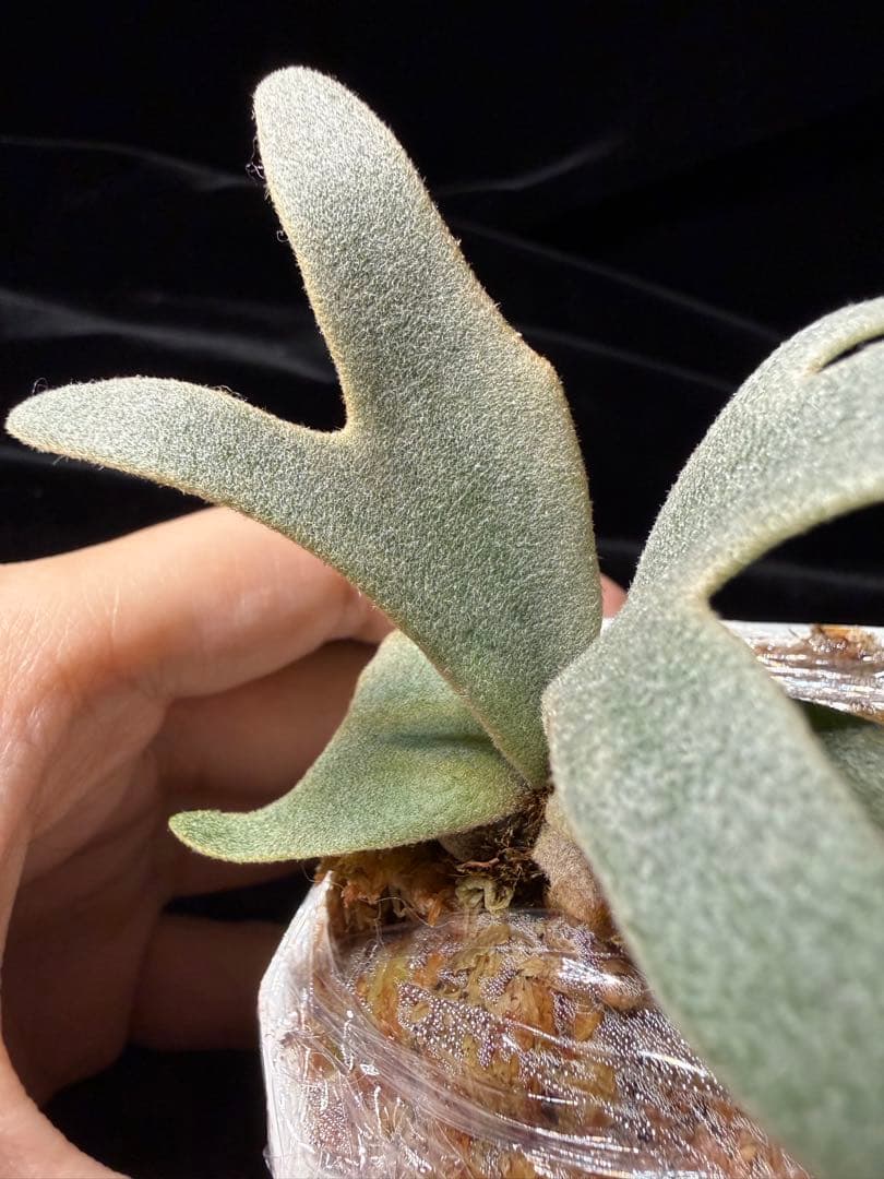 P.willinckii cv.Moe萌　OCオリジナルクローン