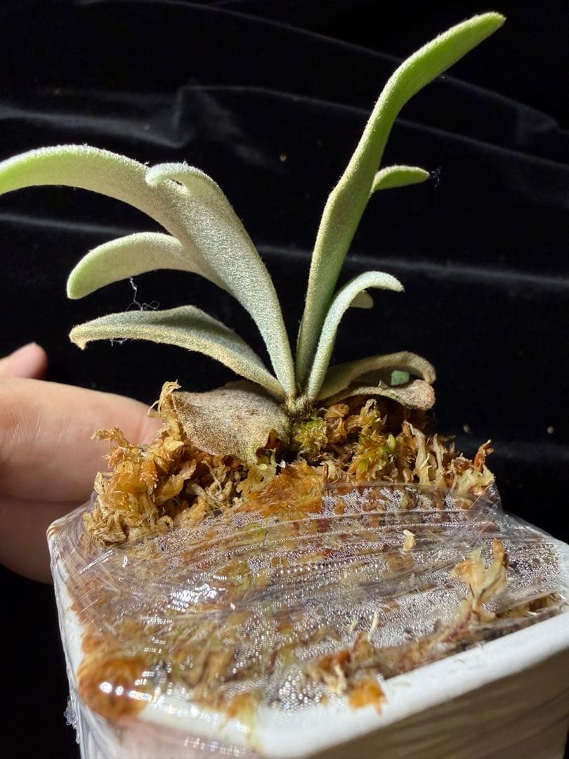 P.willinckii cv.Moe萌　OCオリジナルクローン