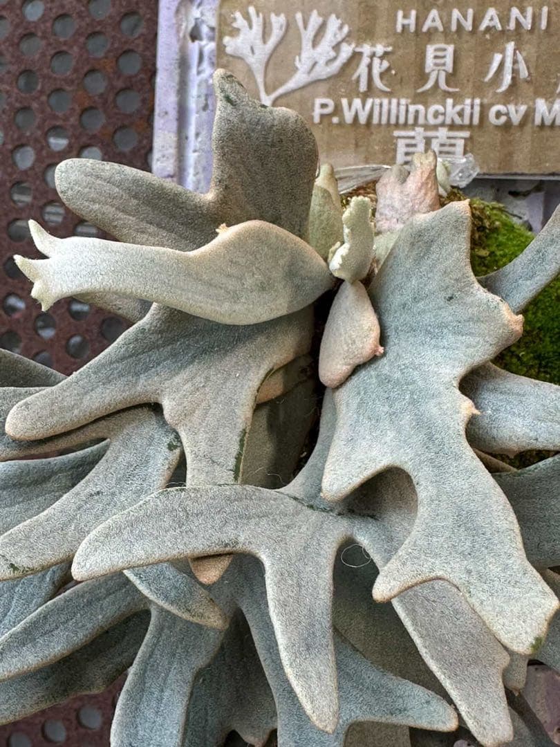 P.willinckii cv.Moe萌　OCオリジナルクローン