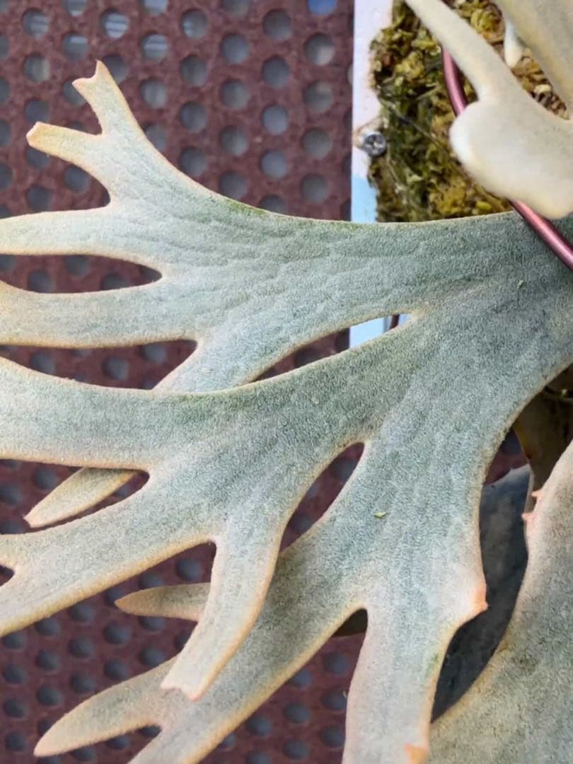 P.willinckii cv.Moe萌　OCオリジナルクローン