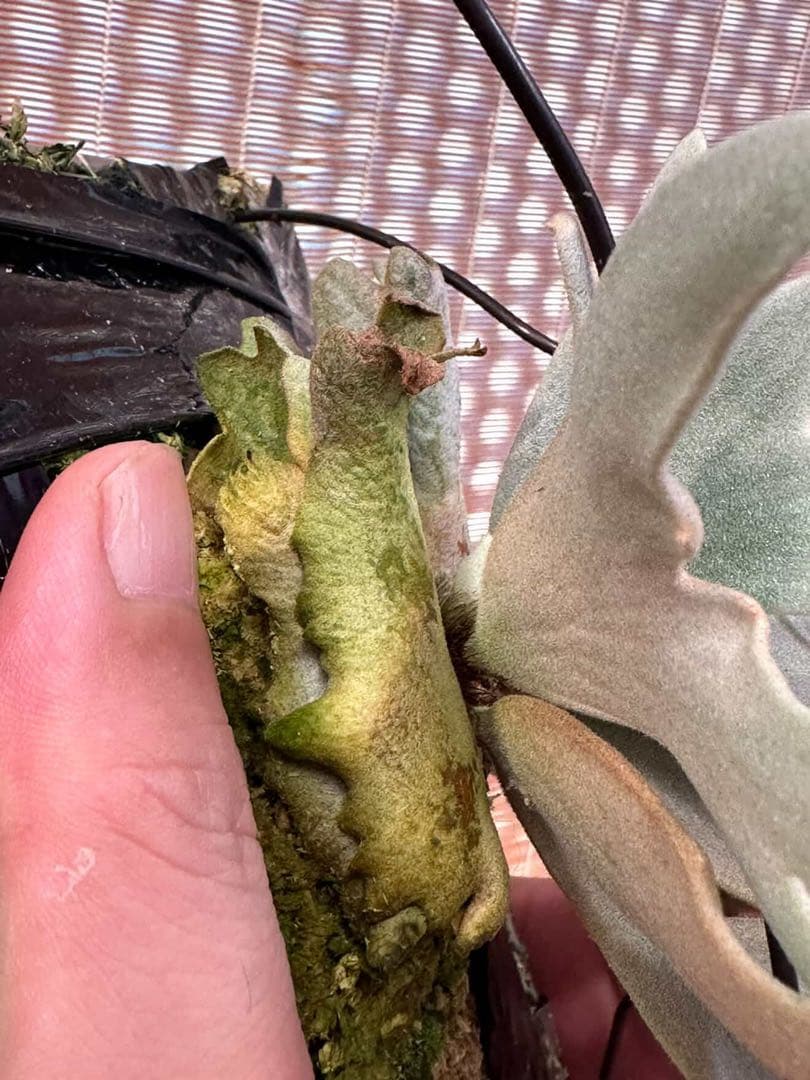 P.willinckii cv.Moe萌　OCオリジナルクローン