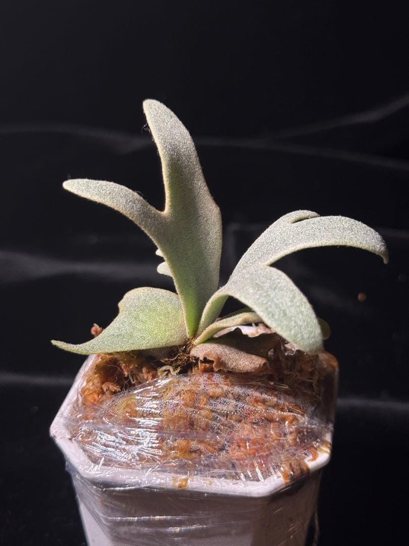 P.willinckii cv.Moe萌　OCオリジナルクローン