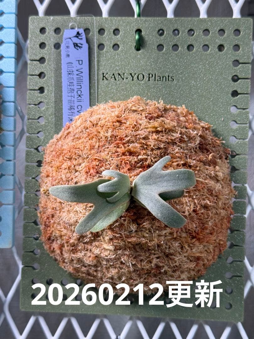P.willinckii cv.Moe萌　OCオリジナルクローン