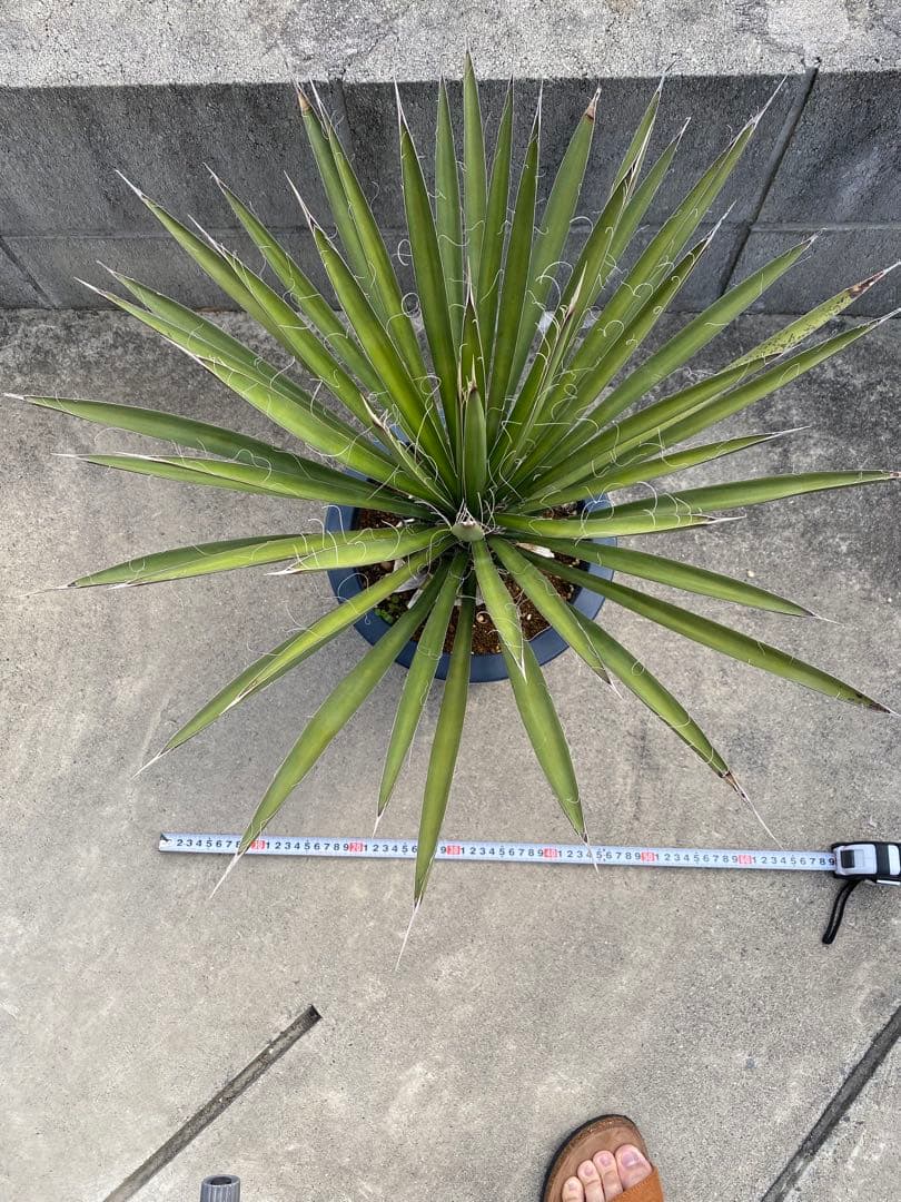 ユッカ フィリフェラ ロストラータ アガベ 塊根 ドライガーデン ロック