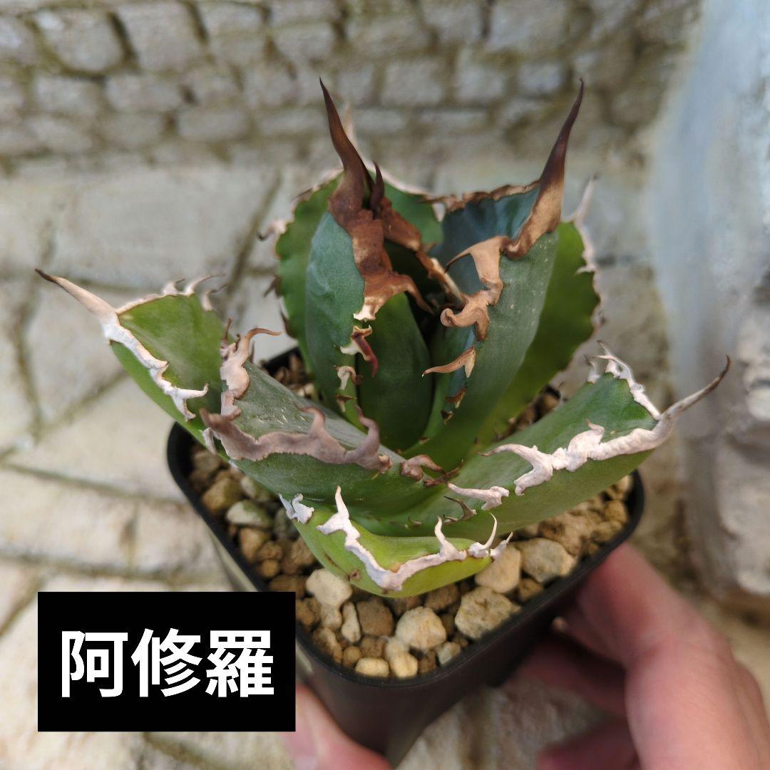 阿修羅② アガベ チタノタ - メルカリ