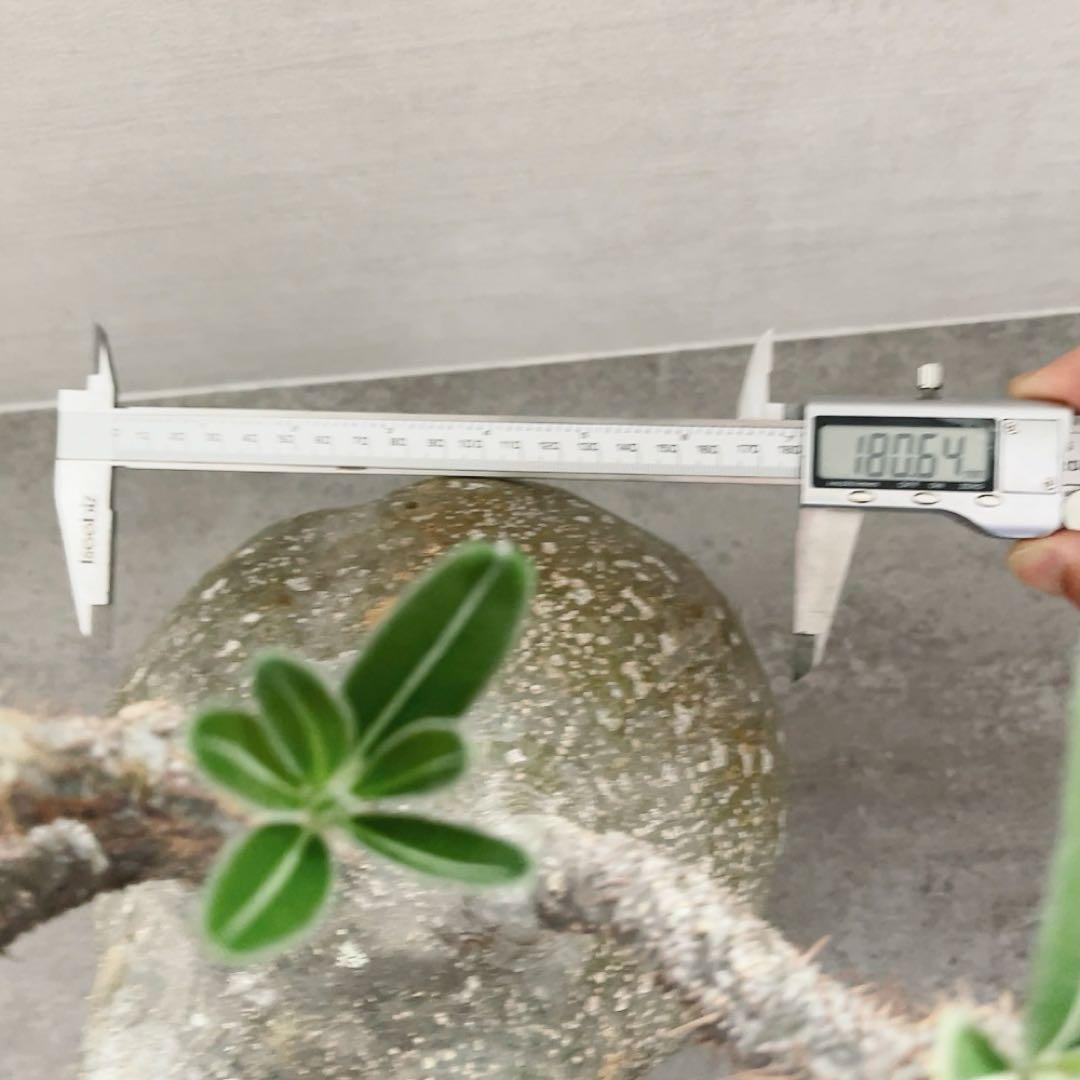 《期間限定販売❗️》『パキポディウム グラキリス』　極美大株　現地球　発根済