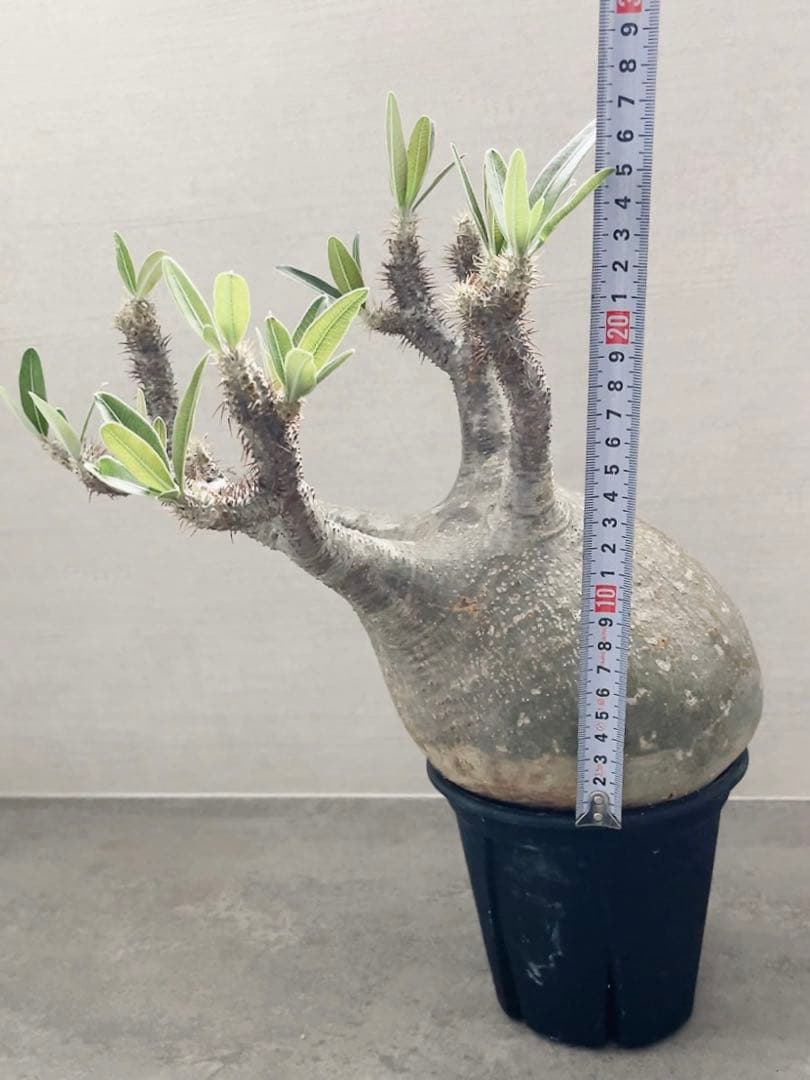 《期間限定販売❗️》『パキポディウム グラキリス』　極美大株　現地球　発根済