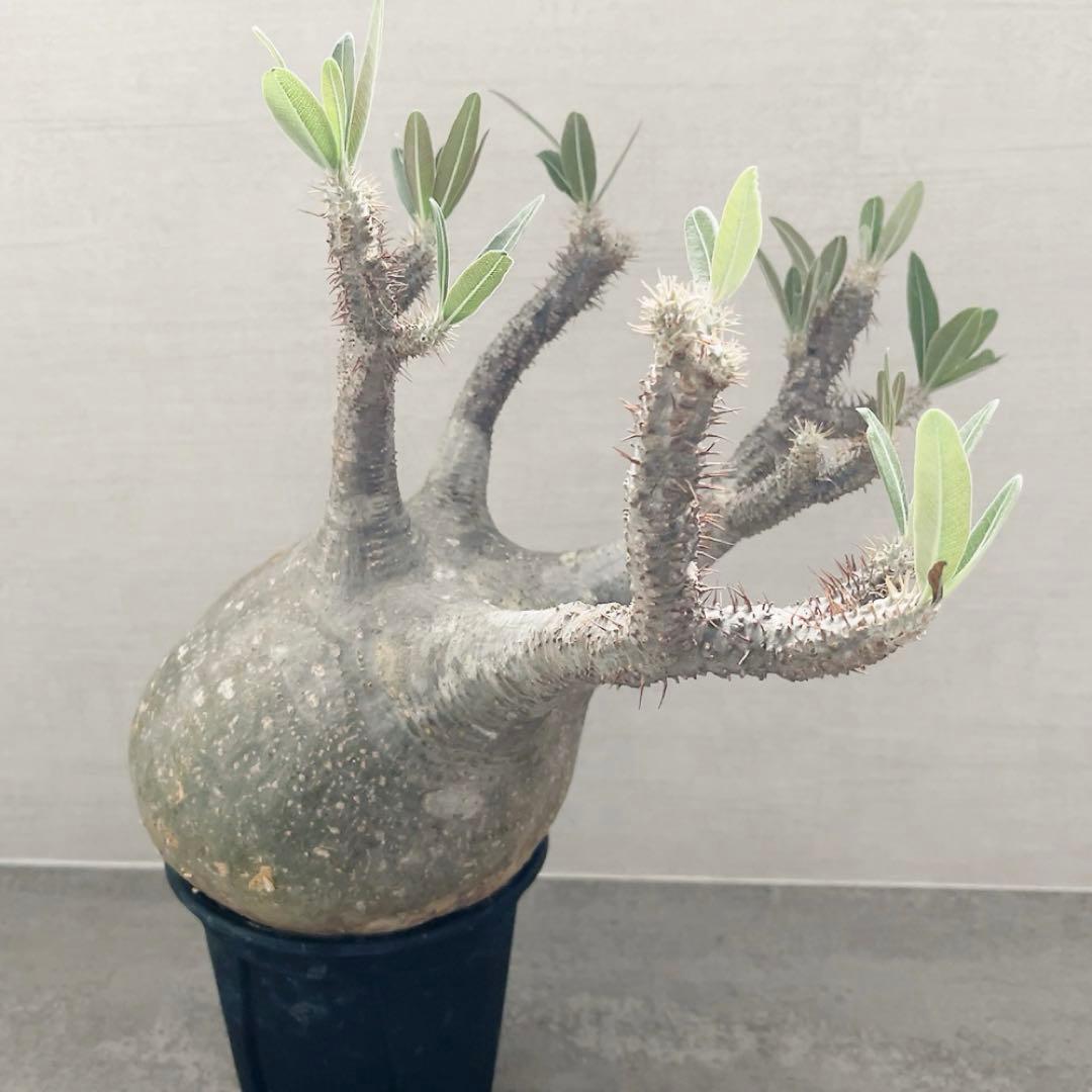 《期間限定販売❗️》『パキポディウム グラキリス』　極美大株　現地球　発根済