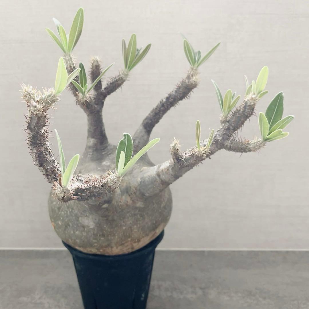 《期間限定販売❗️》『パキポディウム グラキリス』　極美大株　現地球　発根済