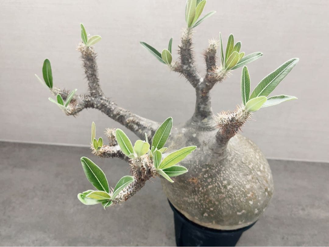 《期間限定販売❗️》『パキポディウム グラキリス』　極美大株　現地球　発根済