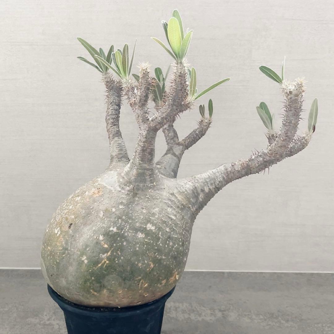 《期間限定販売❗️》『パキポディウム グラキリス』　極美大株　現地球　発根済