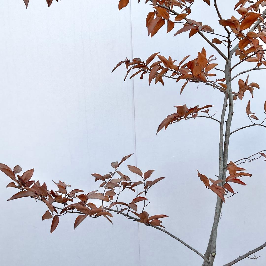 ヤマコウバシ/ 965 - メルカリ