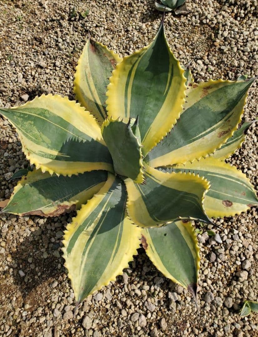 アガベ リップルエフェクト ワイド葉 良血統 子株 - メルカリ