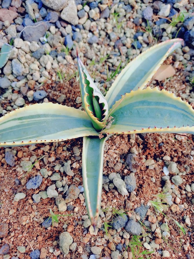 アガベ リップルエフェクト ワイド葉 良血統 子株 - メルカリ