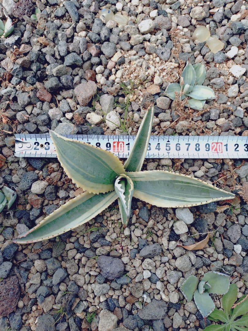アガベ リップルエフェクト ワイド葉 良血統 子株 - メルカリ
