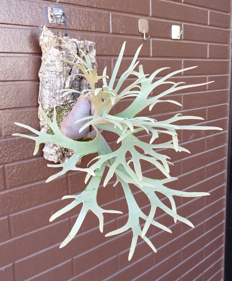 jade girl ジェイドガール　株分 ビカクシダ