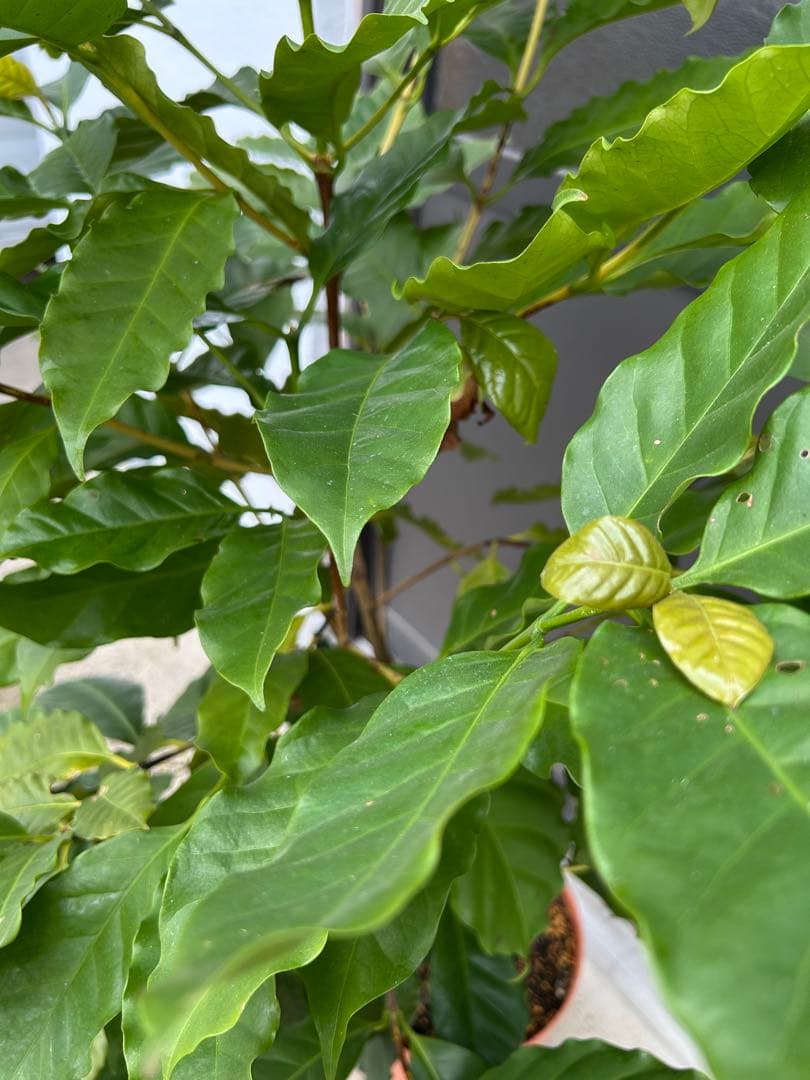 訳あり』コーヒーの木 約1.3メートル 2株植 - メルカリ