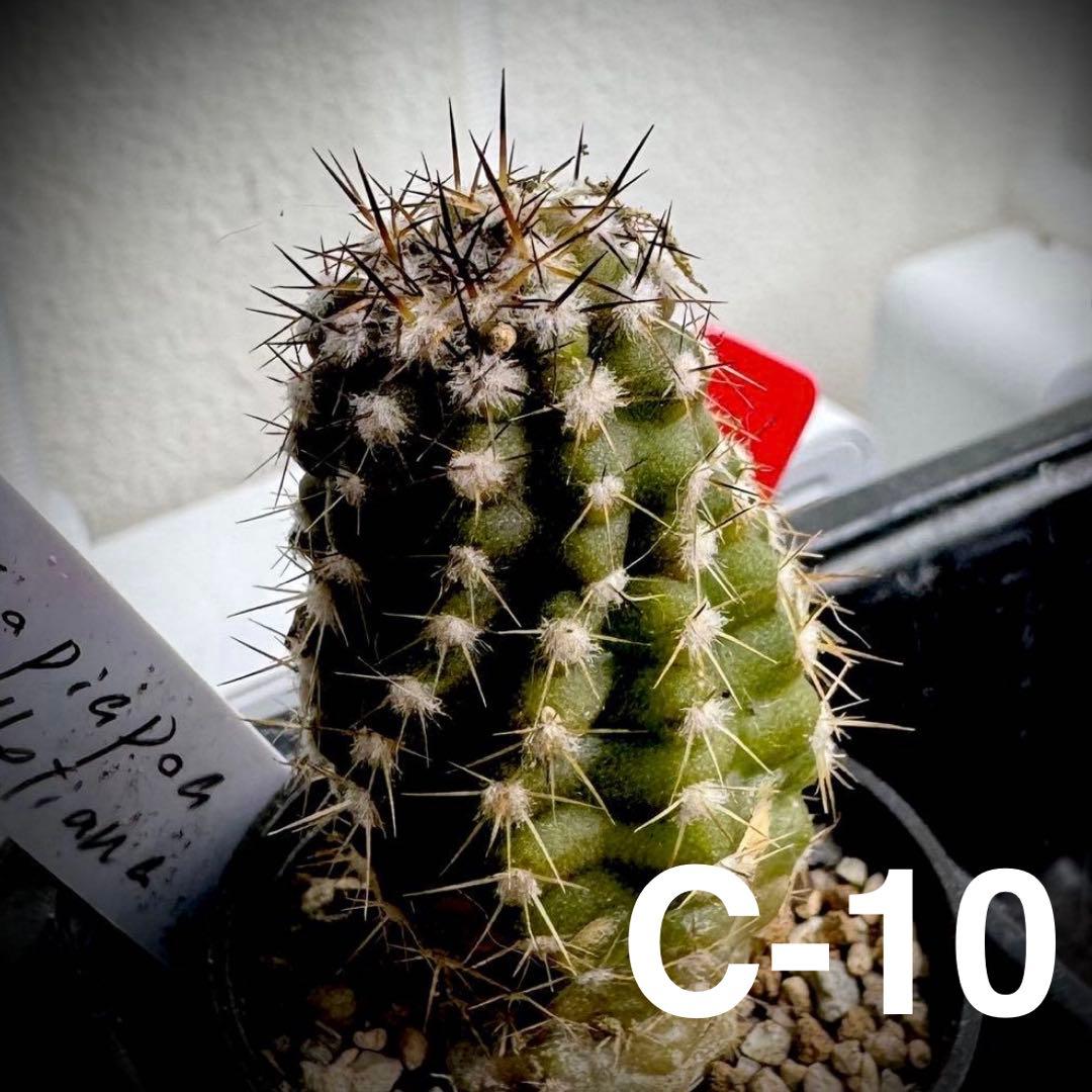 /様 サボテン 実生苗