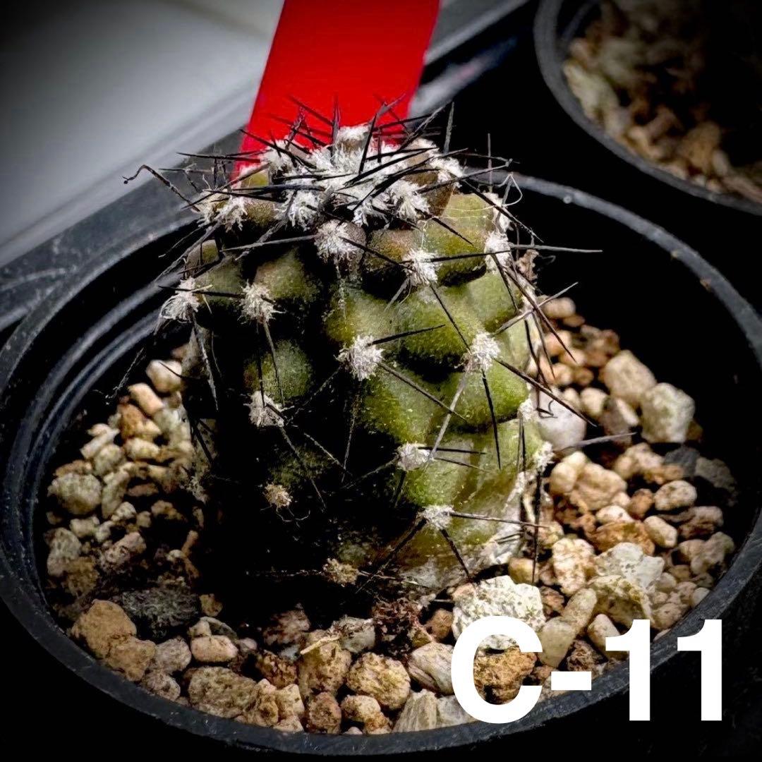 /様 サボテン 実生苗