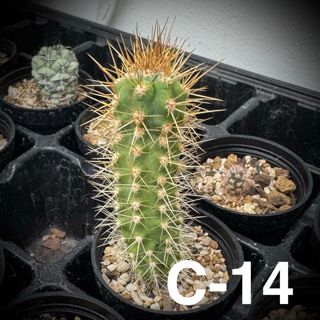 /様 サボテン 実生苗