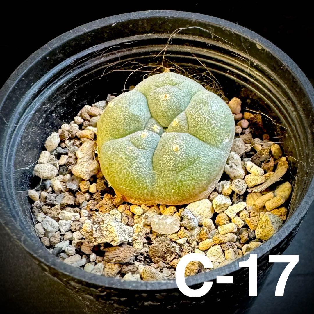 /様 サボテン 実生苗