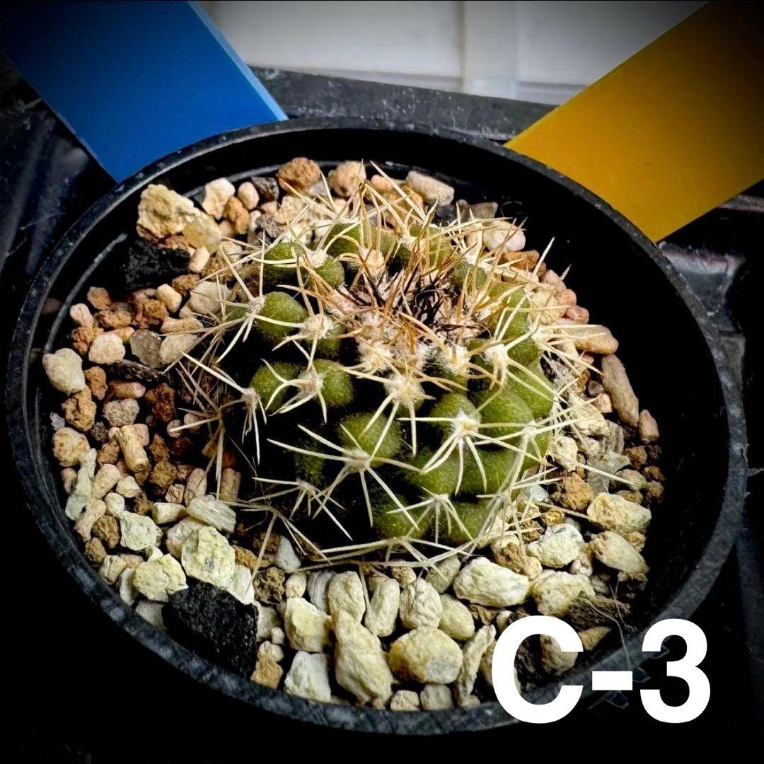 /様 サボテン 実生苗