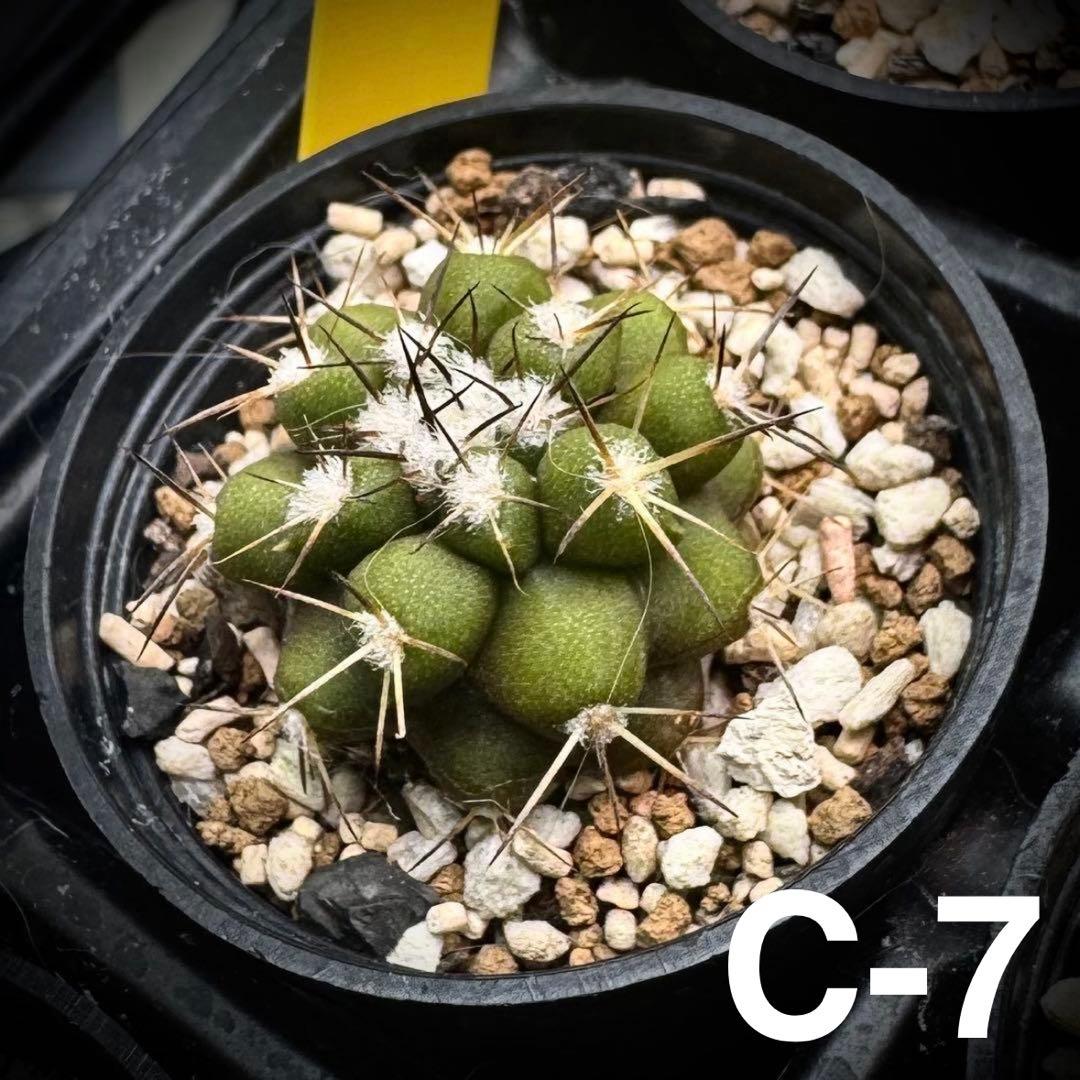 /様 サボテン 実生苗