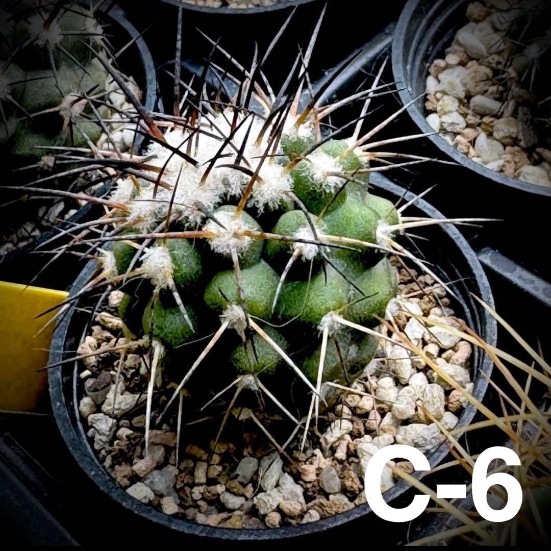 /様 サボテン 実生苗