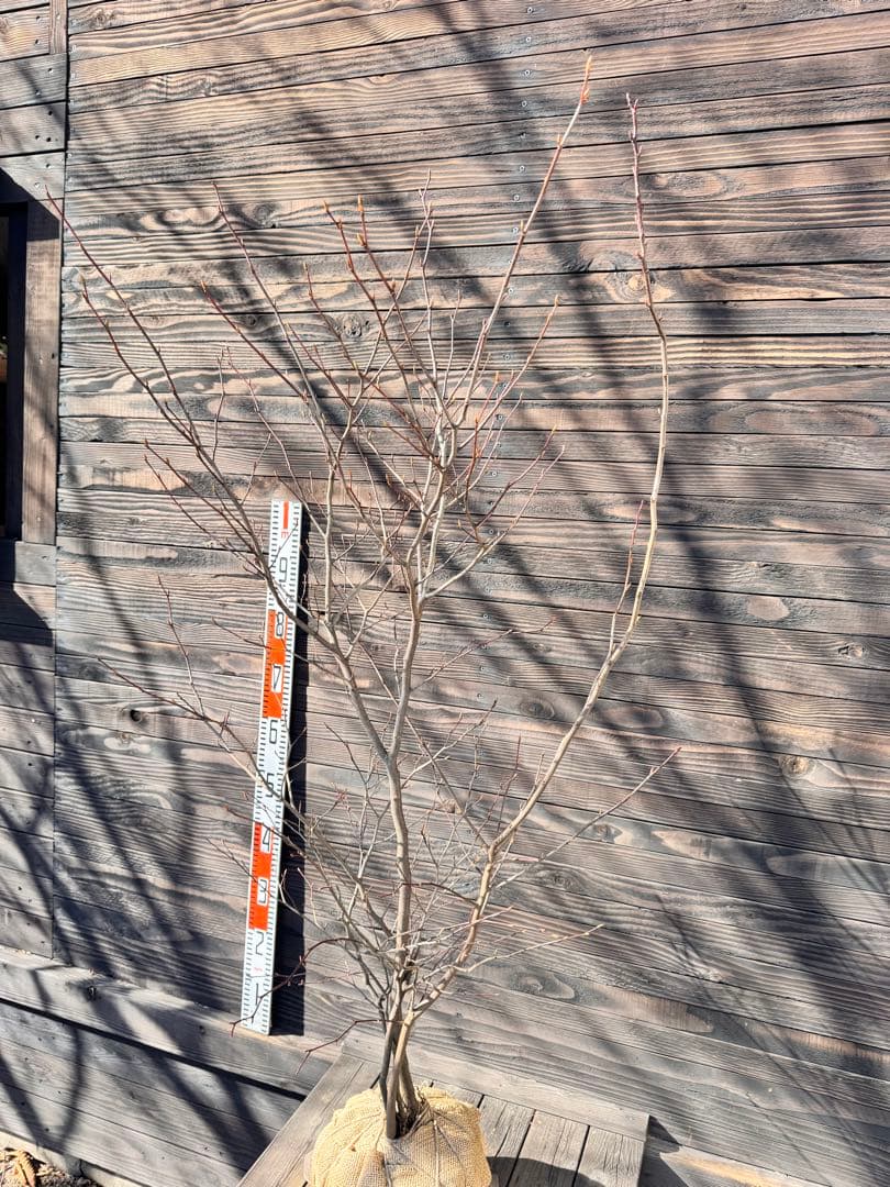 シロモジ/株立ち【現品発送】管理80012