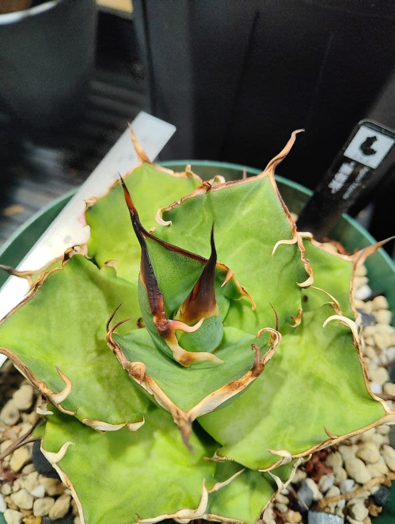 アガベ チタノタ ハデス 親株 陽炎　★出すか迷った株