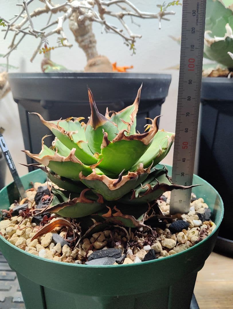 アガベ チタノタ ハデス 親株 陽炎　★出すか迷った株